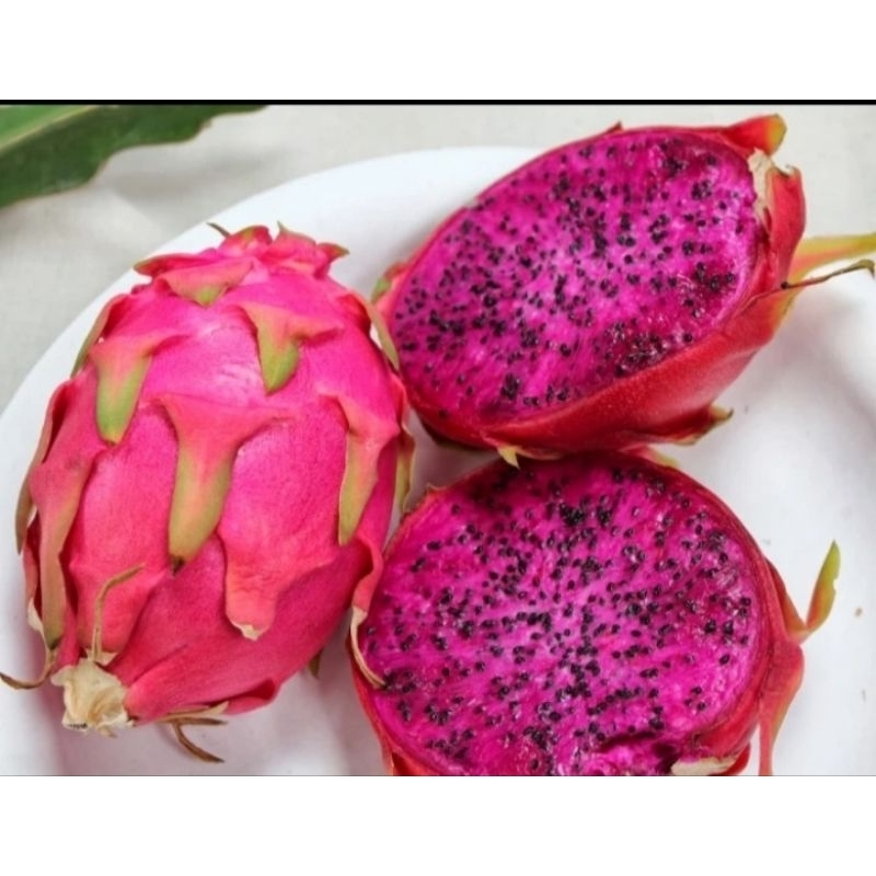 

BUAH NAGA MERAH PREMIUM 1KG