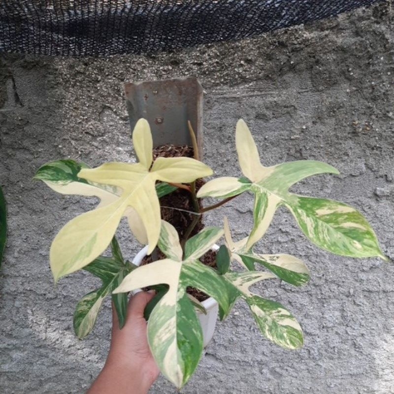 Philodendron florida beauty