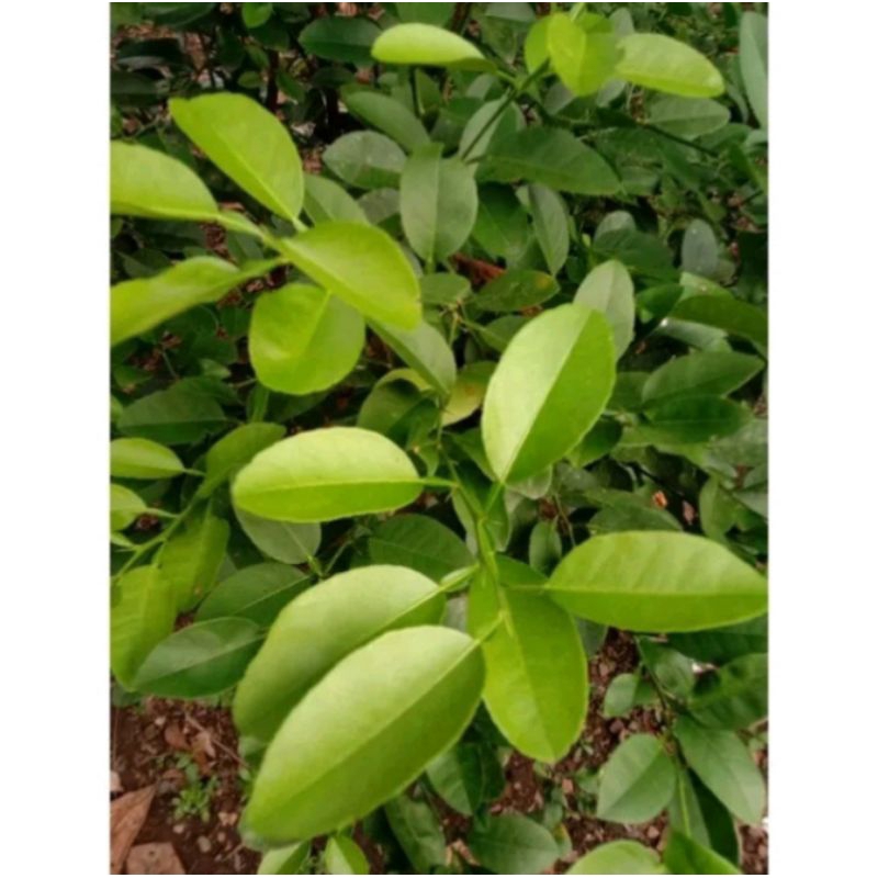 

Daun Jeruk Segar Sentuhan Aromatik untuk Bumbu Masak dan Basreng yang Lezat