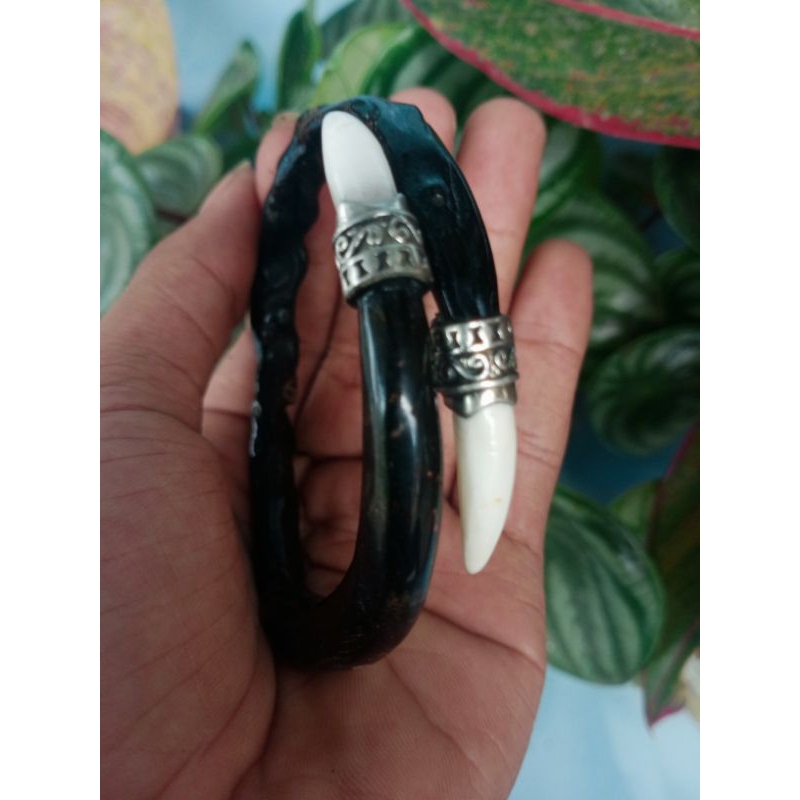 gelang akar Bahar hitam variasi tarbuy(taring buaya)