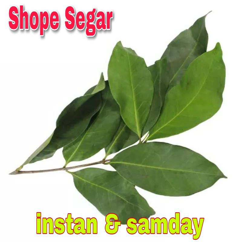 

Daun Salam Segar 100 Gram