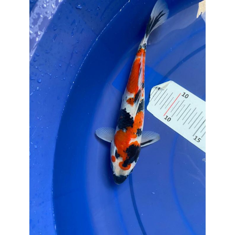 ikan koi Showa size 30cm real pict