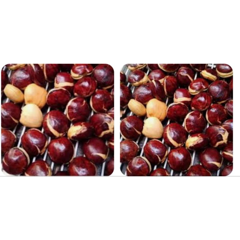 

Buah jengkol PULEN LEZAT MANTABB 1KG.