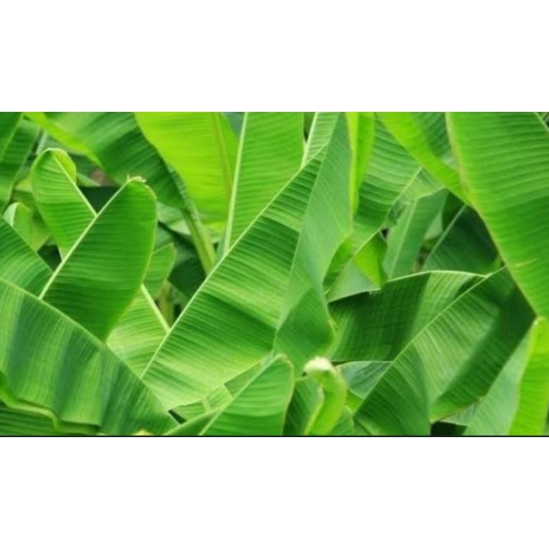 

Daun pisang pembungkus makanan 10×20 cm