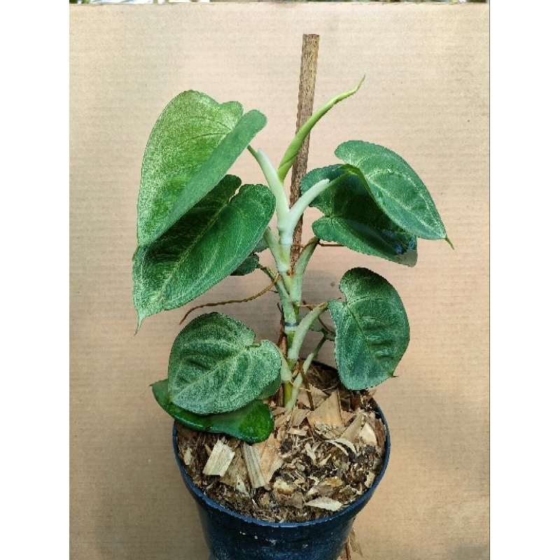 TANAMAN HIAS SYNGONIUM FROSTED HEART