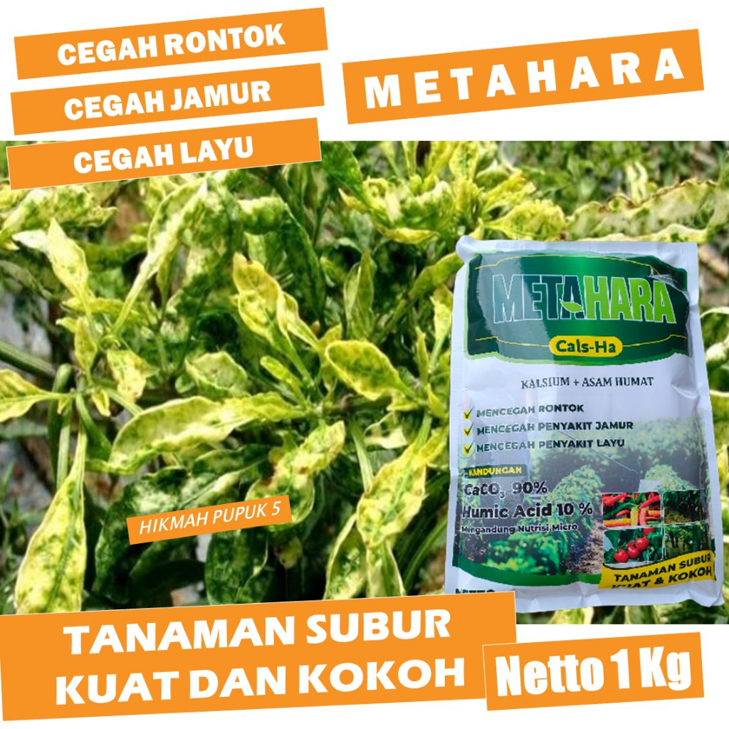 PUPUK UNTUK DAUN KERITING Isi 1 Kg METAHARA Mengatasi Daun Keriting Pada Tanaman Cabe dan Kuning Dau