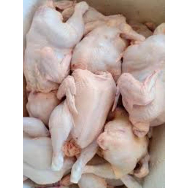 

Ayam Potong/Ayam Segar/Broiler 1Gk