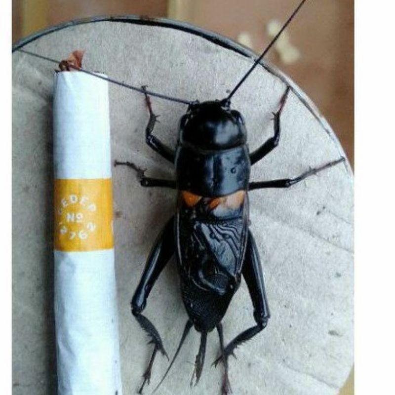 Jangkrik jliteng / jangkrik jrabang jangkrik kalung pengusir tikus