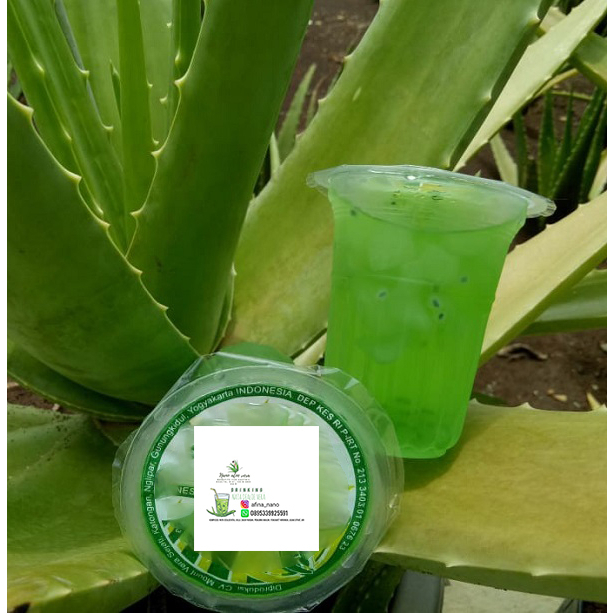 

minuman aloevera