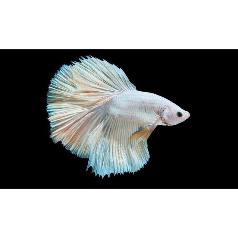 Cupang Super White Premium