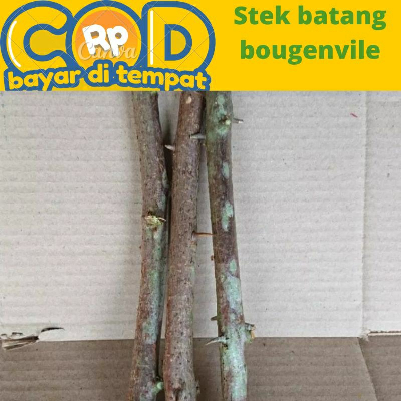 stek batang Bougenville  / kembang kertas