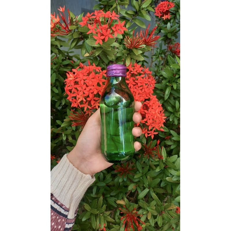 MINYAK DAUN CENGKEH MURNI TANPA CAMPURAN, DIAMBIL DARI KEBUN DAN SULINGAN SENDIRI