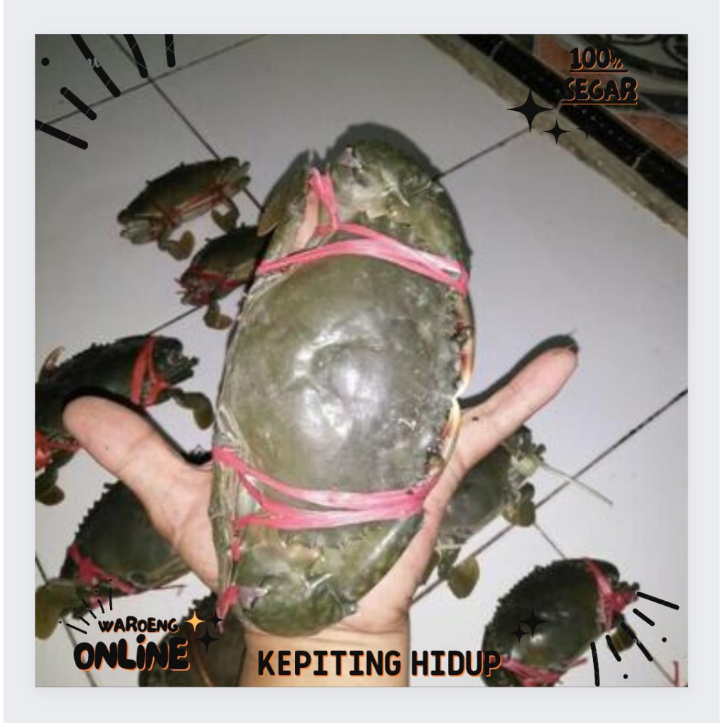 

Kepiting Hidup Segar 500gr