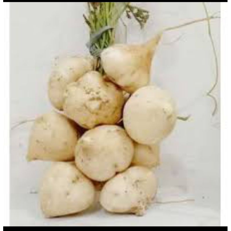 

Bengkoang super/ buah bengkuang 1000gr