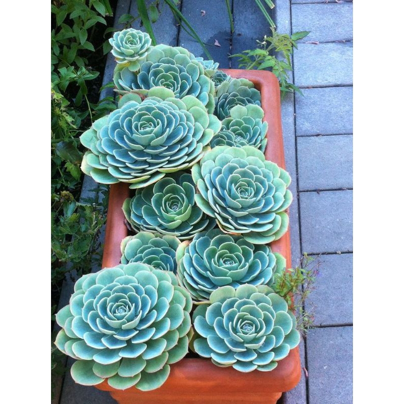 Bibit Sukulen Import