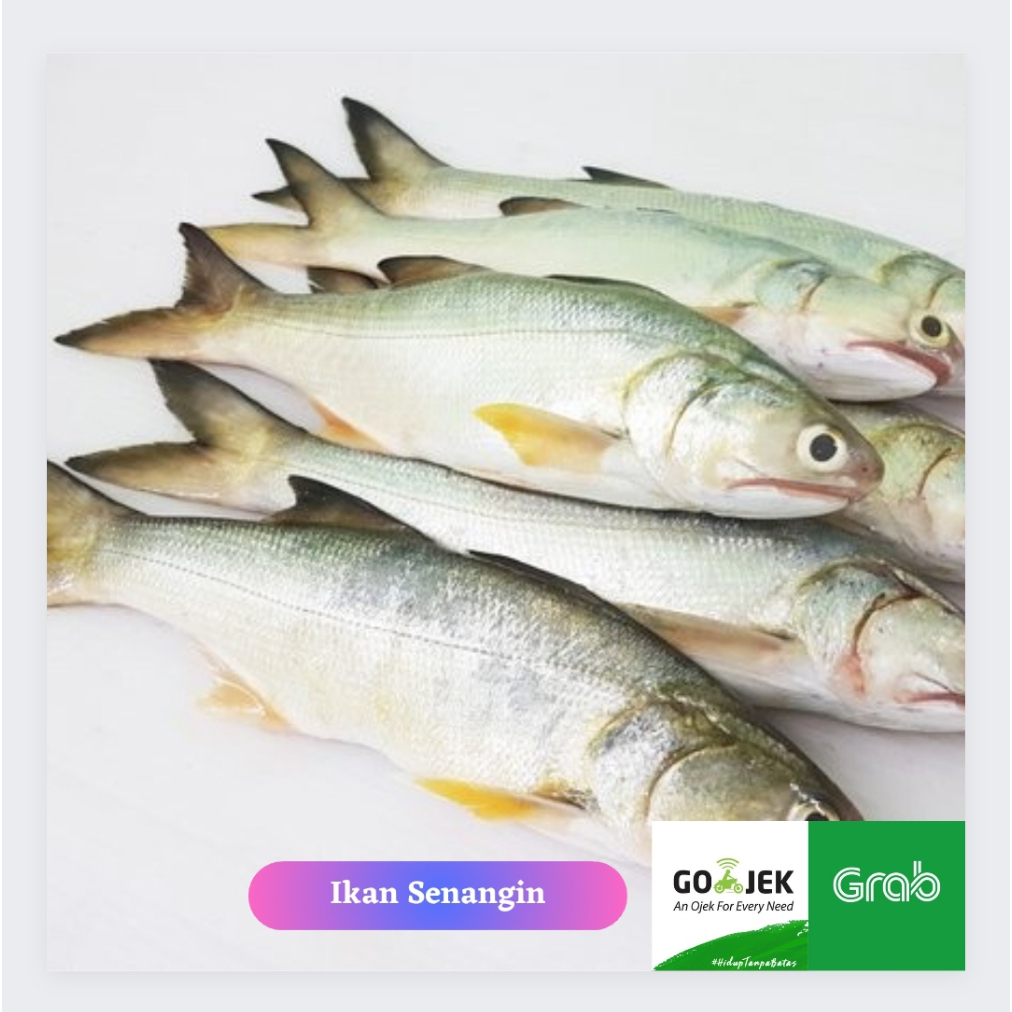 

Ikan Senangin Segar 1Kg