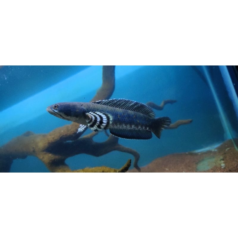 

pulchra 12-13 cm