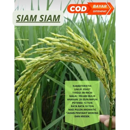 Benih Bibit Padi SIAM - SIAM Berkualitas