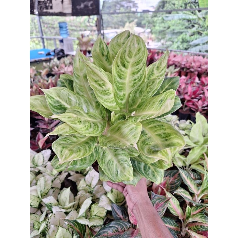 Aglonema soft green rumpun size jumbo