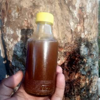 

Madu Murni Klanceng - Madu Trigona - Madu Kelulut 100% Asli