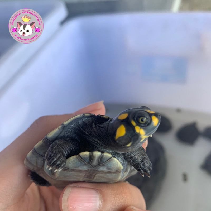 unifilis turtle / kura badut
