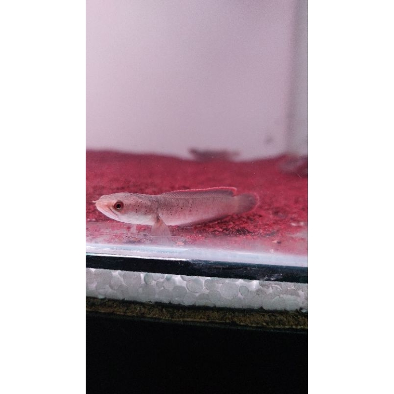 Limbata Cb Rim Tebal