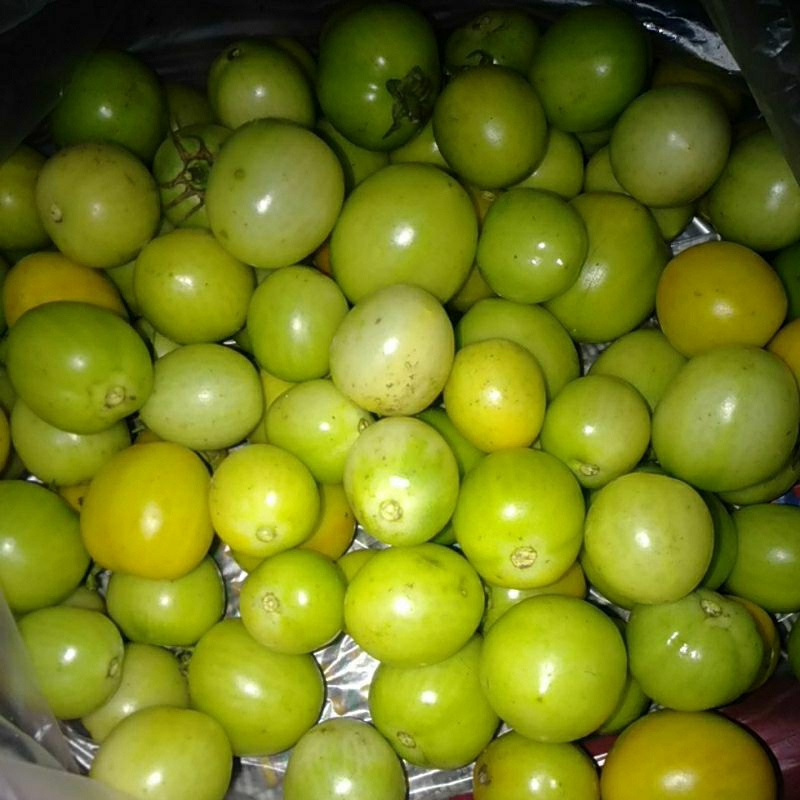 

Sayur Tomat Hijau segar