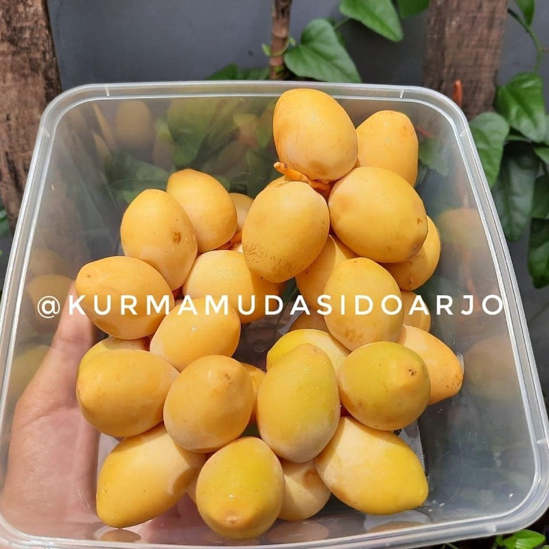 READY LANGSUNG KIRIM! TERMURAH KURMA MUDA KUNING BARHEE PROMIL