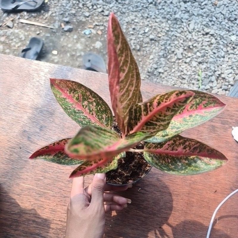 aglaonema kendedes
