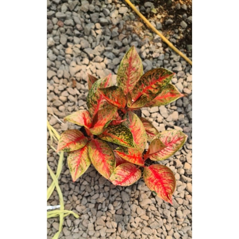 aglaonema tiara merah