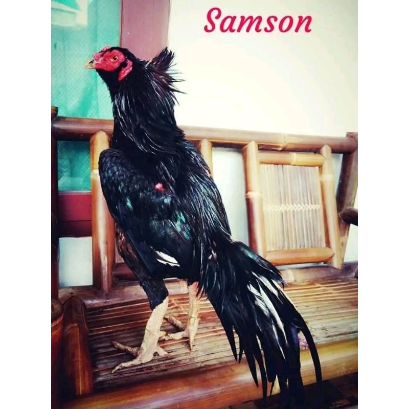 telur tetas ayam pakhoy super fight