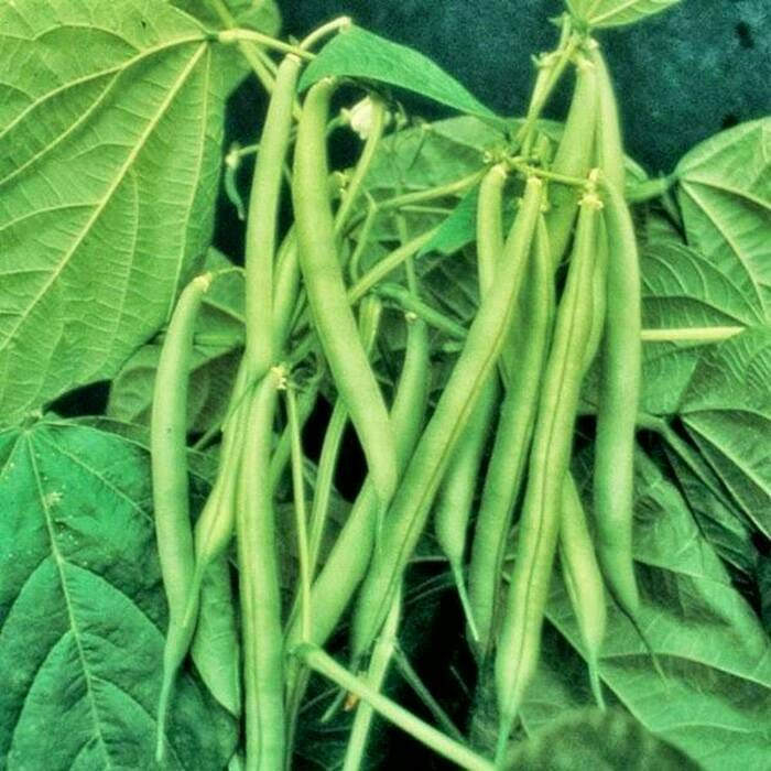 Benih sayur-sayuran (benih sayuran buncis)