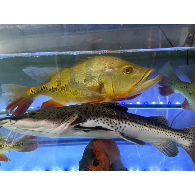 Ikan Predator Peacock Bass Mono ukuran besar air tawar