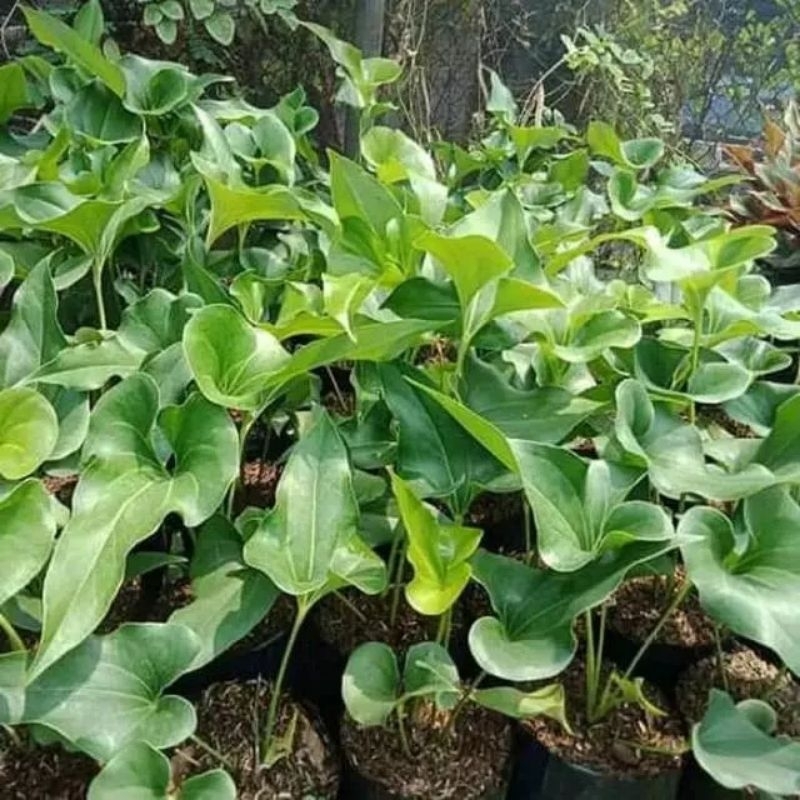 DIARY PETANI - Anthurium Corong Anthurium Brownii Anakan