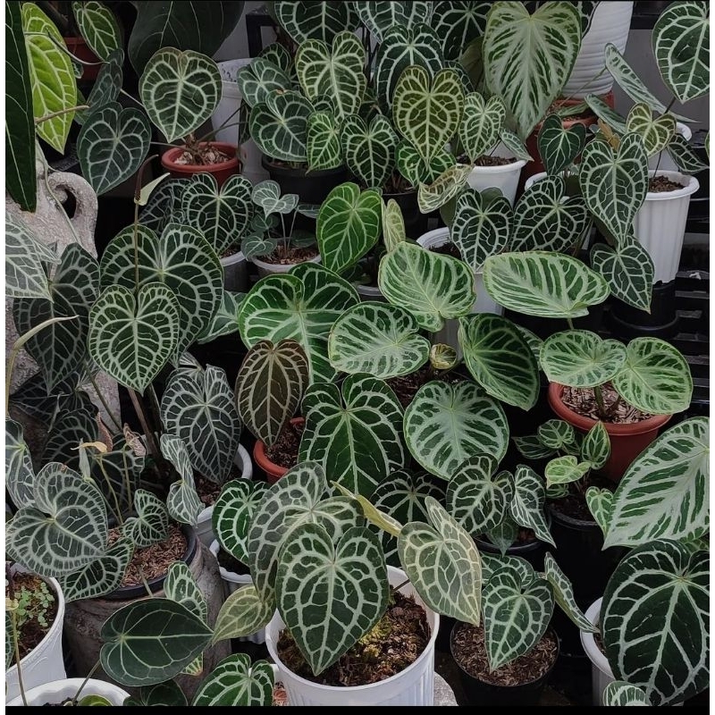 hiasan rumah anth. (dorayaki,clarinervium,forgetii,silver blush,other)