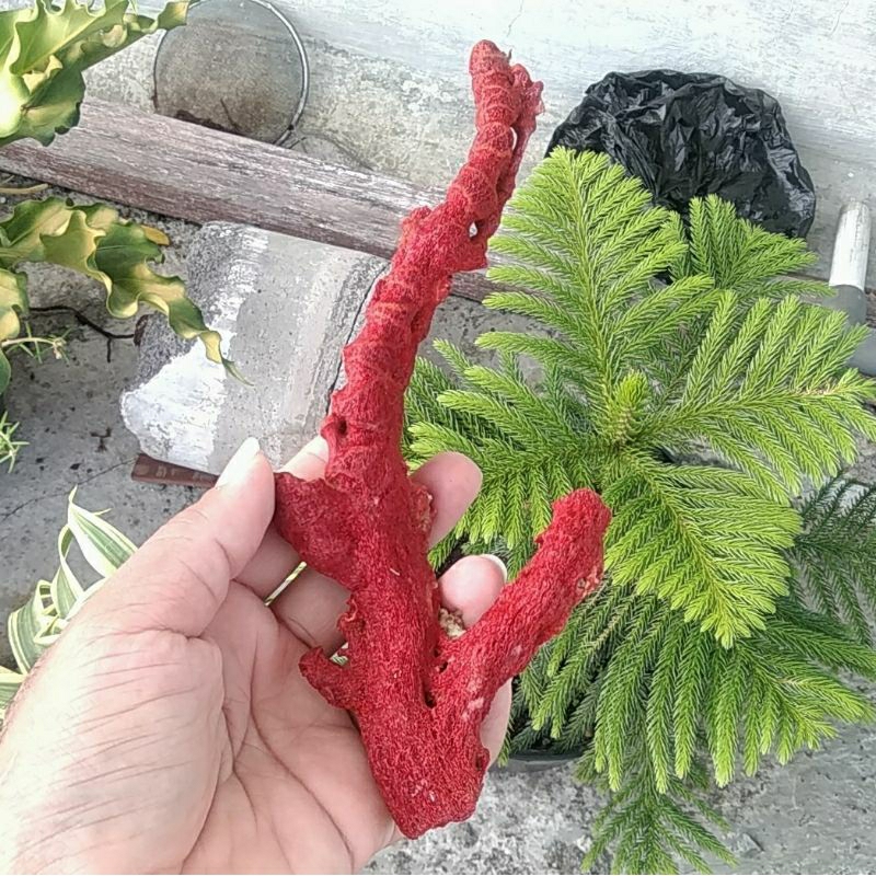 Batu Natural Red Coral / Marjan Merah Karang Laut Asli Panjang