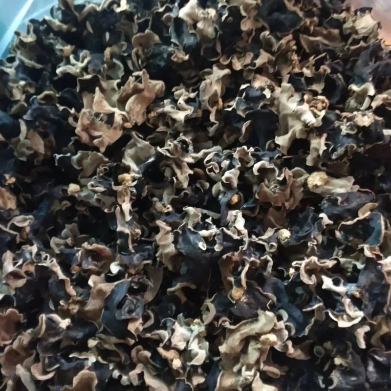 

JAMUR KUPING KERING KUALITAS SUPER