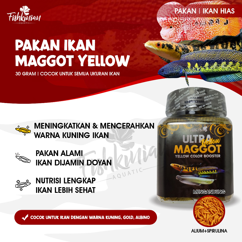 Fishkinian | Ultra Yellow Maggot Kering -  Pakan Ikan Hias Predator Channa Louhan