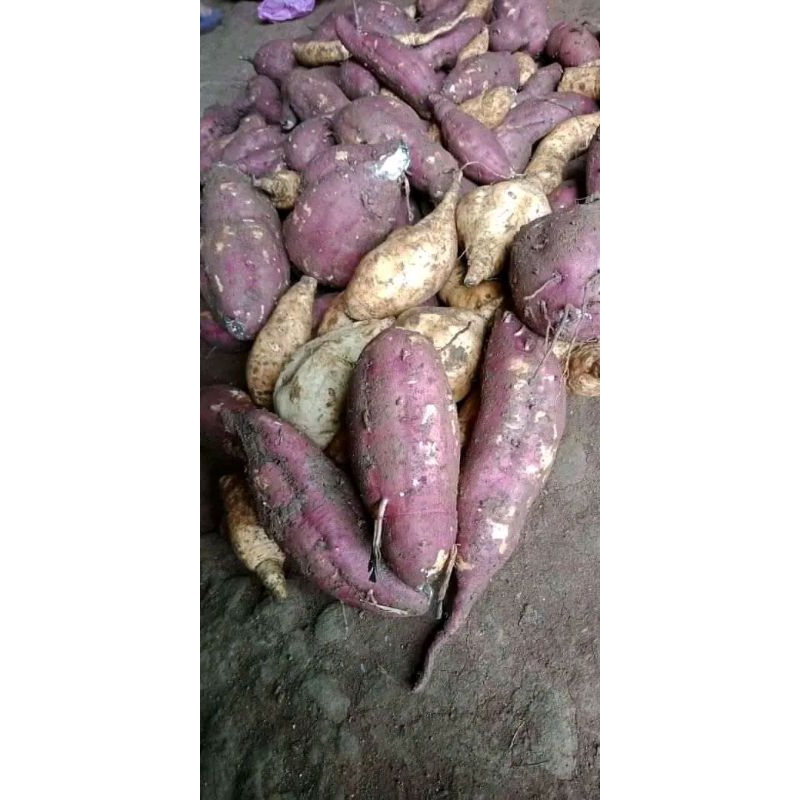 

Ketela madu ubi jalar super manis 1kg