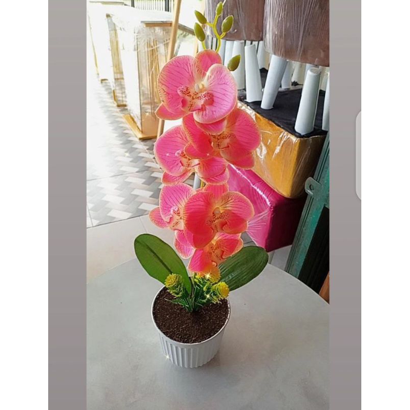 Bunga anggrek 1 tangkai