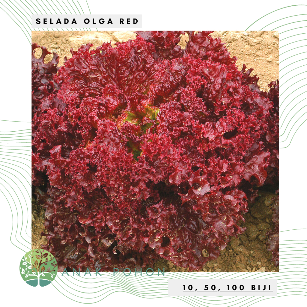 Benih Bibit Biji - Selada Merah Olga Red Lettuce Seeds - Panen Dalam 35 Hari