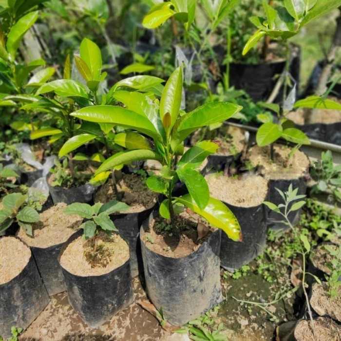 Bibit Black Sapote Kesemek Hitam Buah Tropis