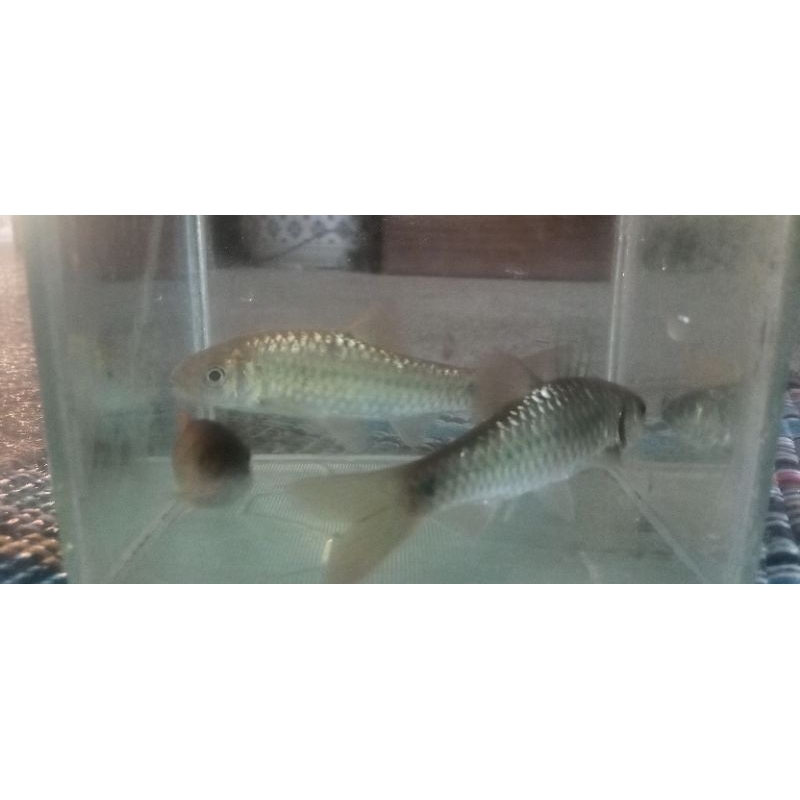 hiasan akuarium wader benter isi 10
