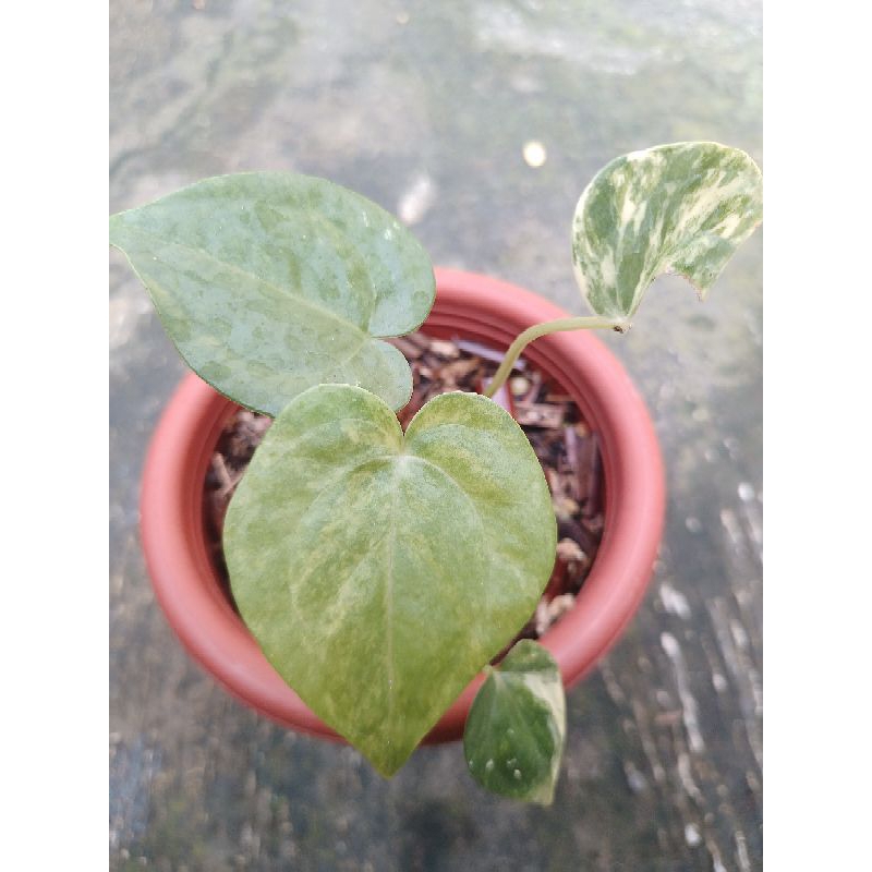 anthurium clarinervium variegata real picture