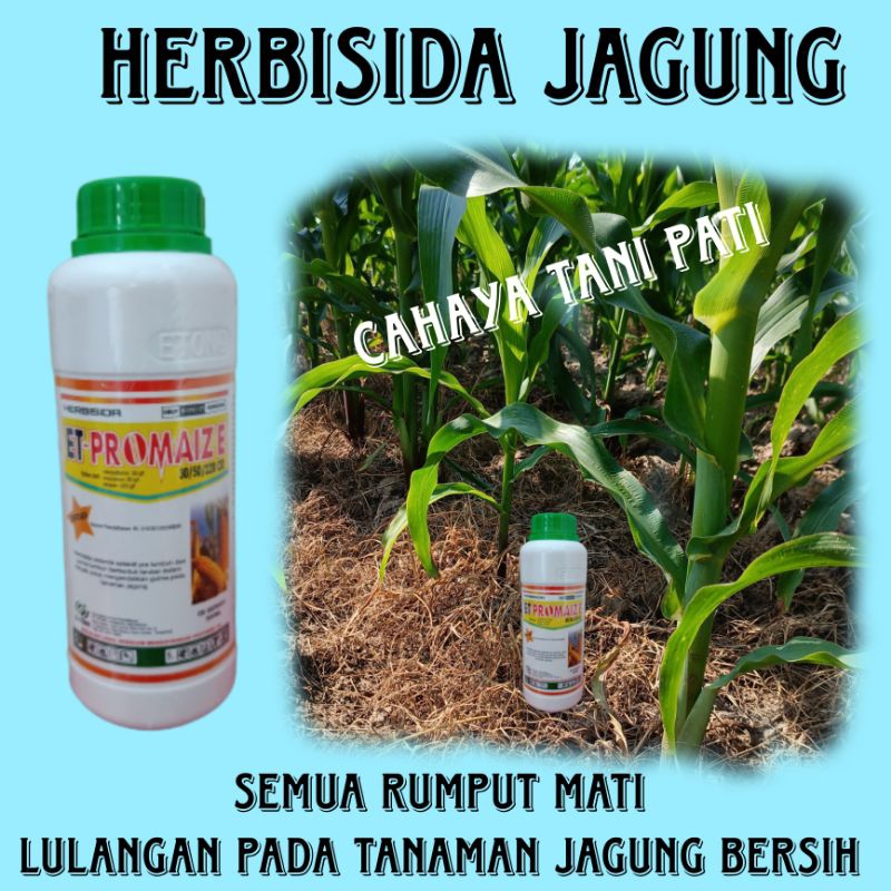 et-promaize herbisida rumput lulangan bersih