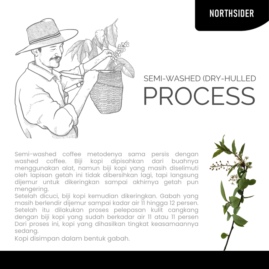 BIJI KOPI ARABIKA TORAJA SAPAN DRY HULLED - 100GR NORTHSIDER COFFEE