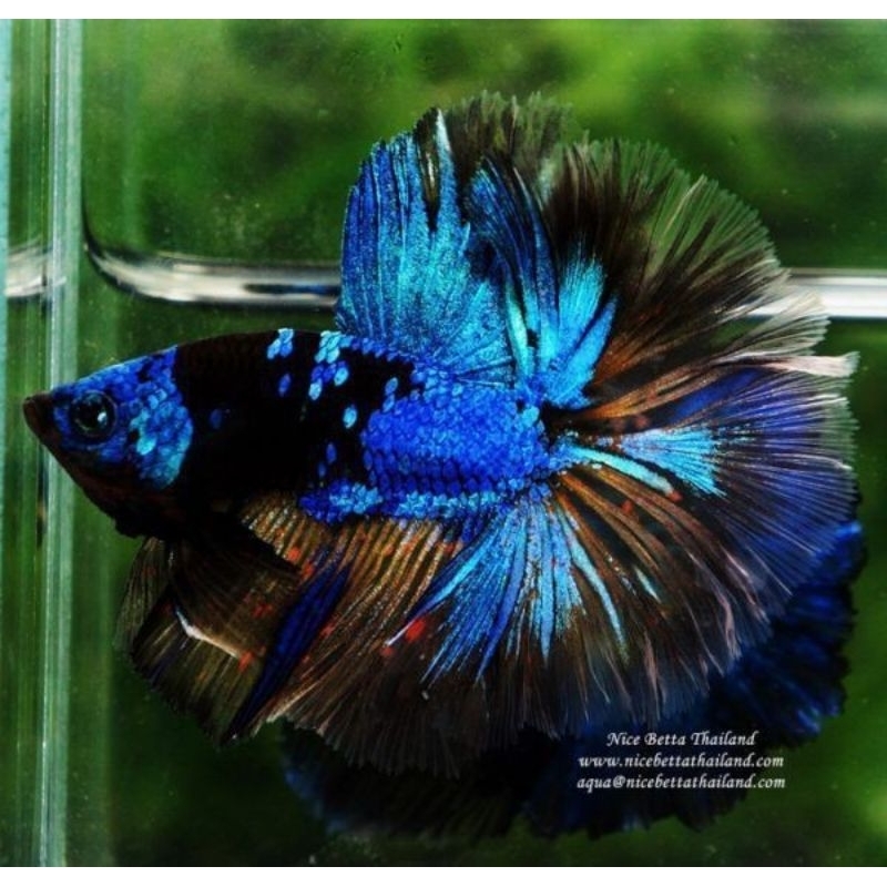 Ornamen Avatar Gordon halfmoon MALE