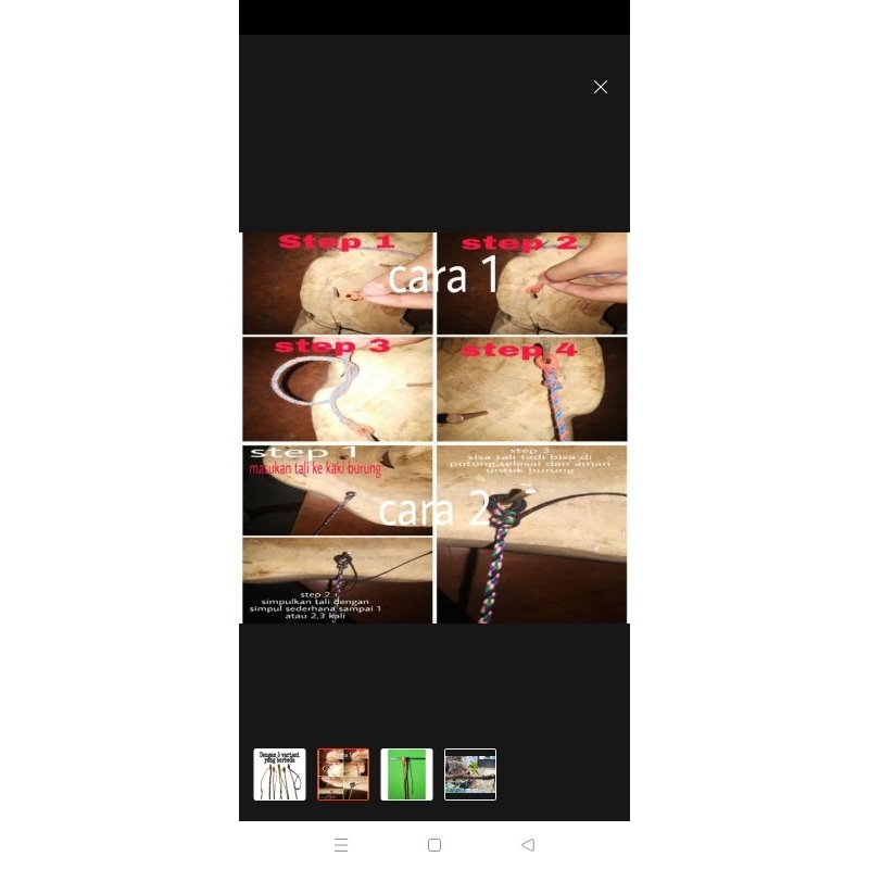 tali tekukur penjinak