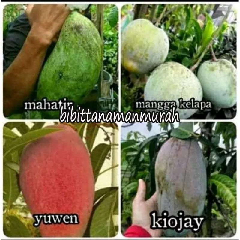 4 paket bibit mangga super