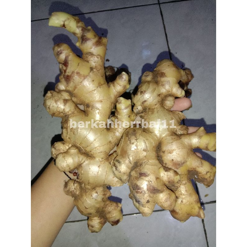 

JAHE GAJAH SEGAR PER 1 KG (HASIL KEBUN SENDIRI)